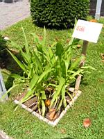 Mais rouge, Zea mays (Lyon, Parc de la Tete d'or, 2012)(2)